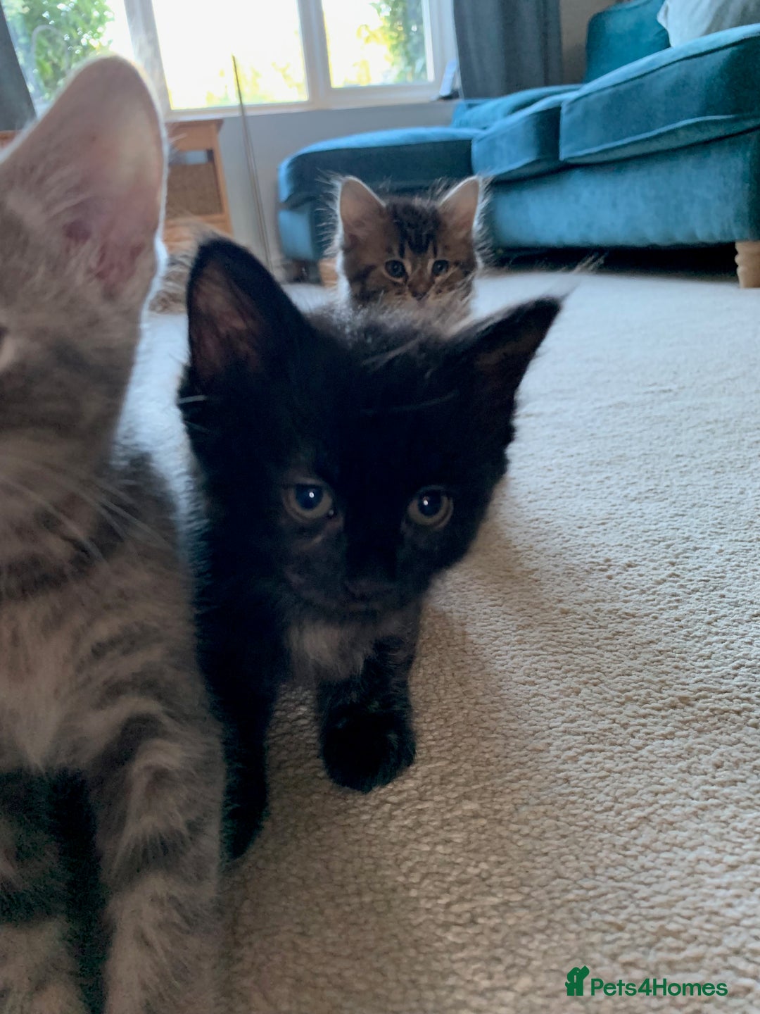 Mixed Breed cats for sale: Kittens for Sale - Image 10