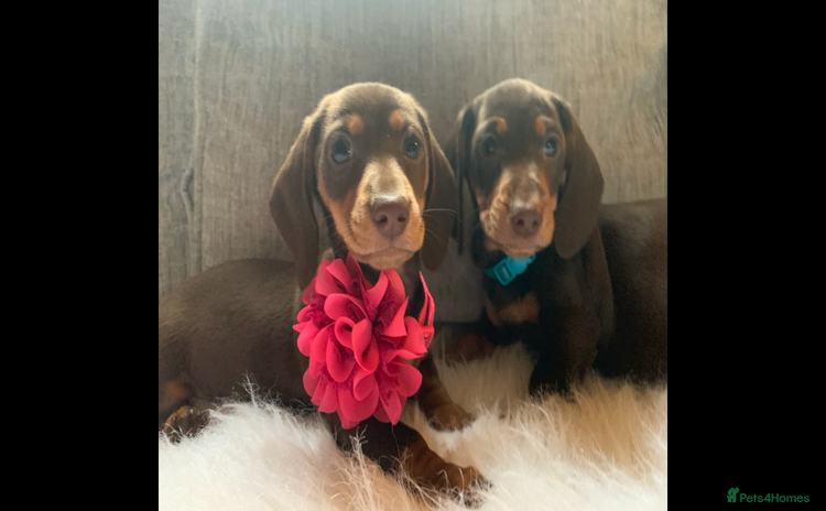 Miniature Dachshund dogs - Advert 9