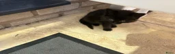 British Shorthair cats for sale: 2 female black kittens  in Bristol - Advert 10