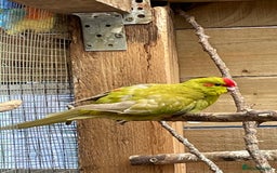 Mixed Breed birds for sale: Young stunning Kakariki’s  - Image 7