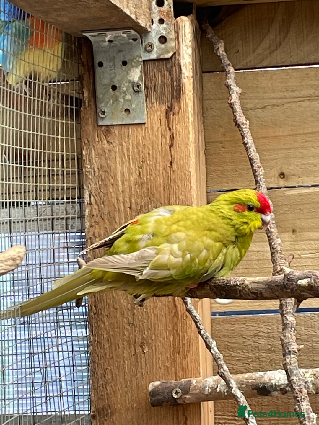 Mixed Breed birds for sale: Young stunning Kakariki’s  - Image 7