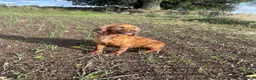 Cocker Spaniel dogs for sale: Cocker Spaniel Puppies - Advert 1