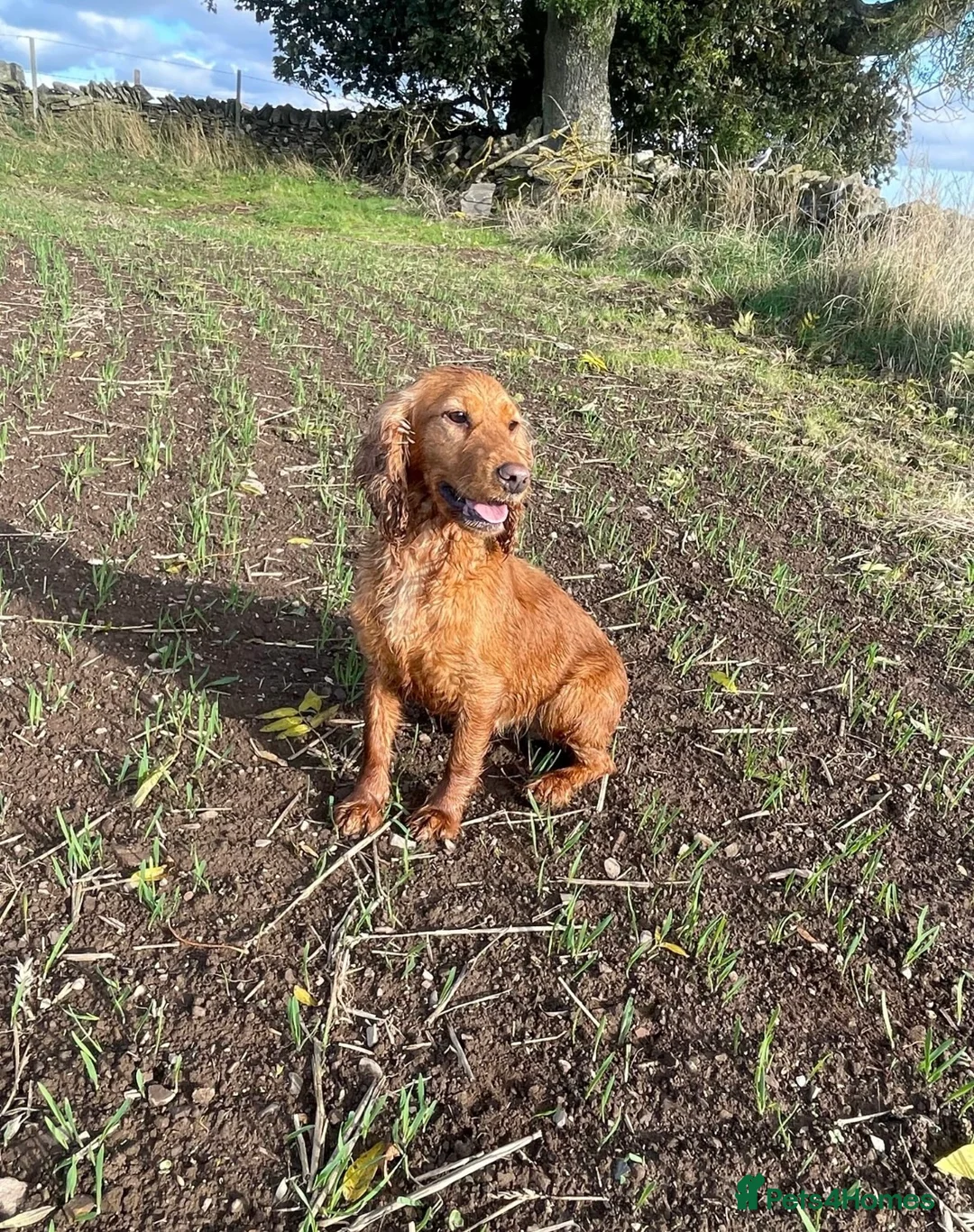 Cocker Spaniel dogs for sale: Cocker Spaniel Puppies - Advert 1