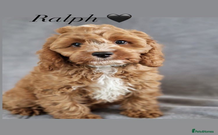 Cavapoochon dogs - Advert 1