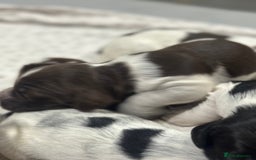 Sprocker dogs for sale: Beautiful sprockers  - Image 13