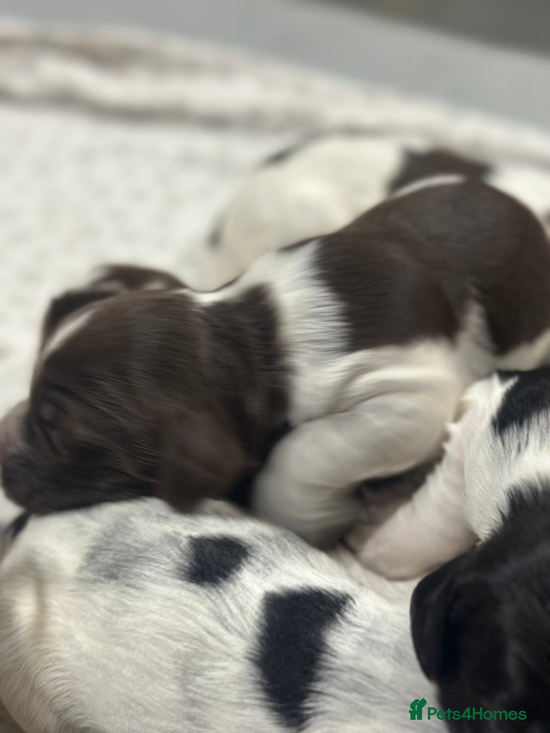 Sprocker dogs for sale: Beautiful sprockers  - Image 13