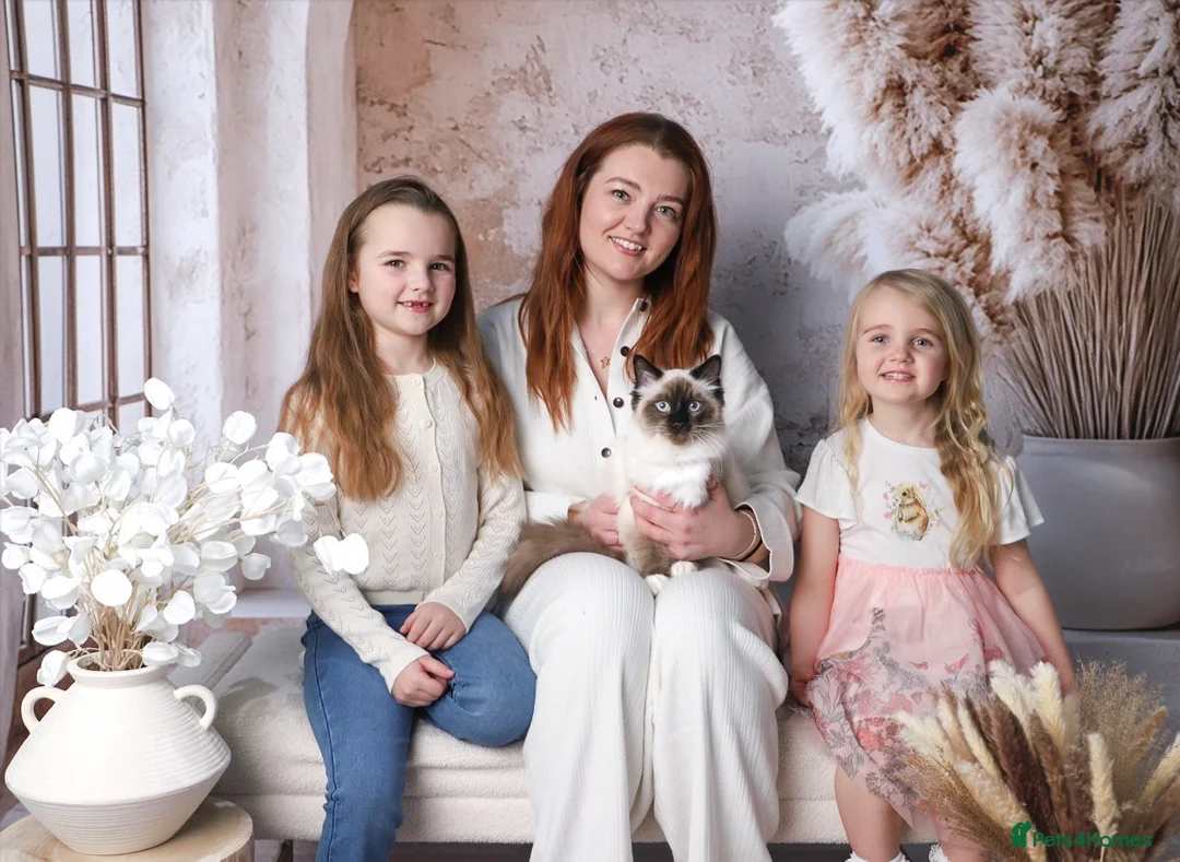 Ragdoll cats for sale: Beautiful Pedigree Ragdoll Kittens  - Advert 2