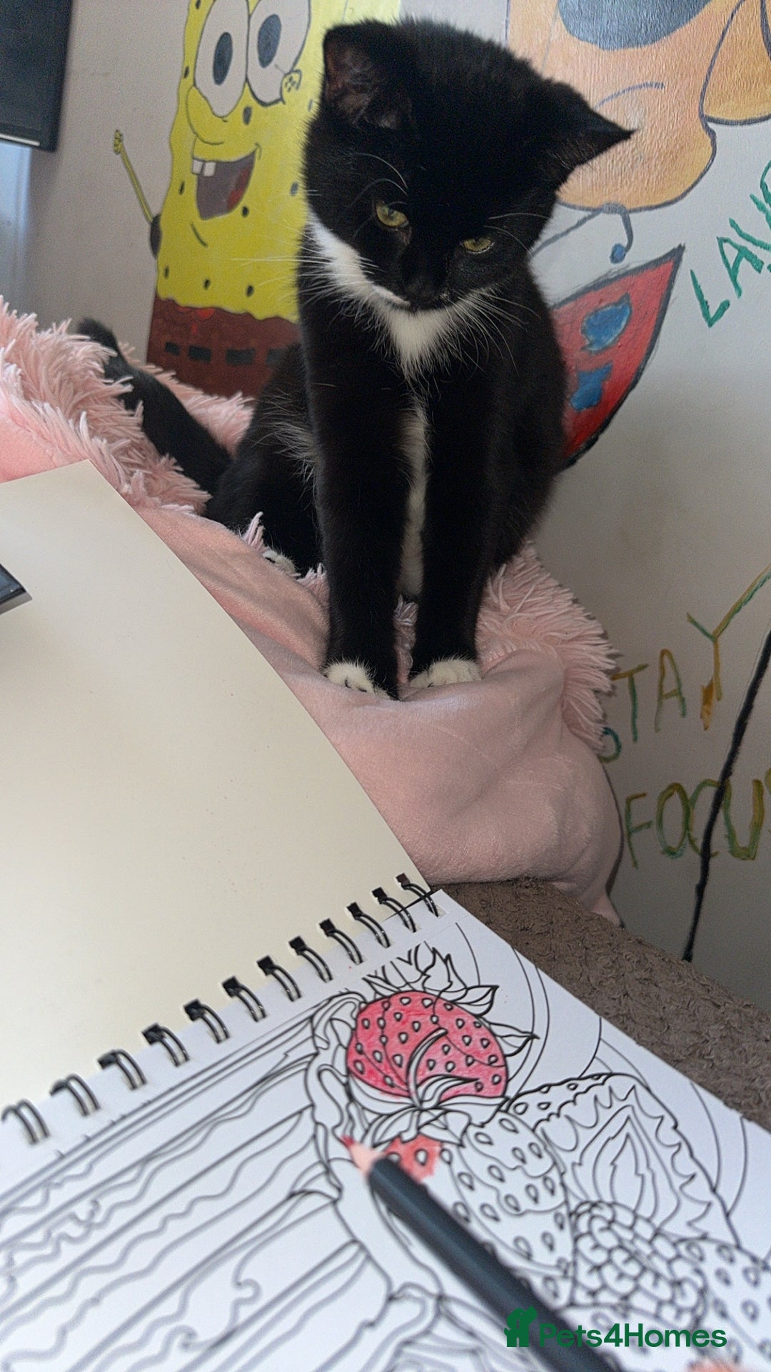 Mixed Breed cats for sale: mixed breed female kitten for sale in Hereford - Image 4