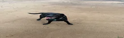 Labrador Retriever dogs for stud: For stud  in Hartlepool - Advert 3