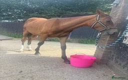 Connemara horses for sale: YEARLING FILLY BAMBI - Image 5