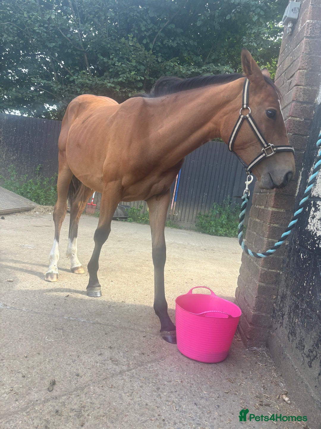 Connemara horses for sale: YEARLING FILLY BAMBI - Image 5