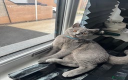 British Shorthair cats for stud: British shorthair for stud duties - Cardiff - Image 2