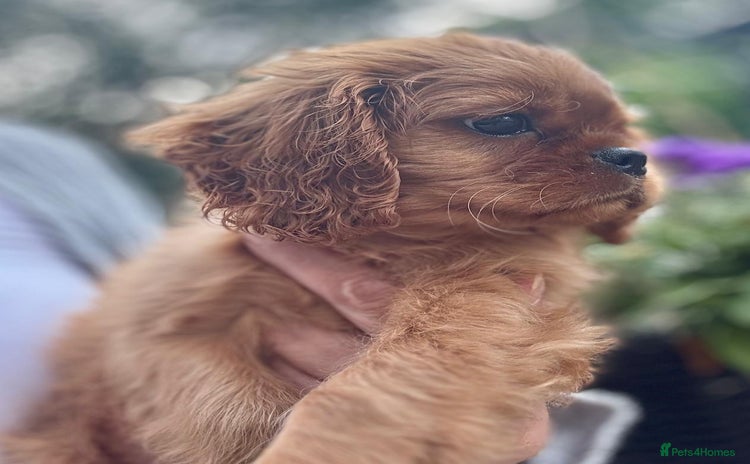 Cavalier King Charles Spaniel dogs - Advert 6
