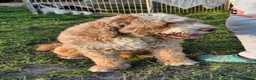 Cockapoo dogs for sale: Puppies in Alton - Advert 14