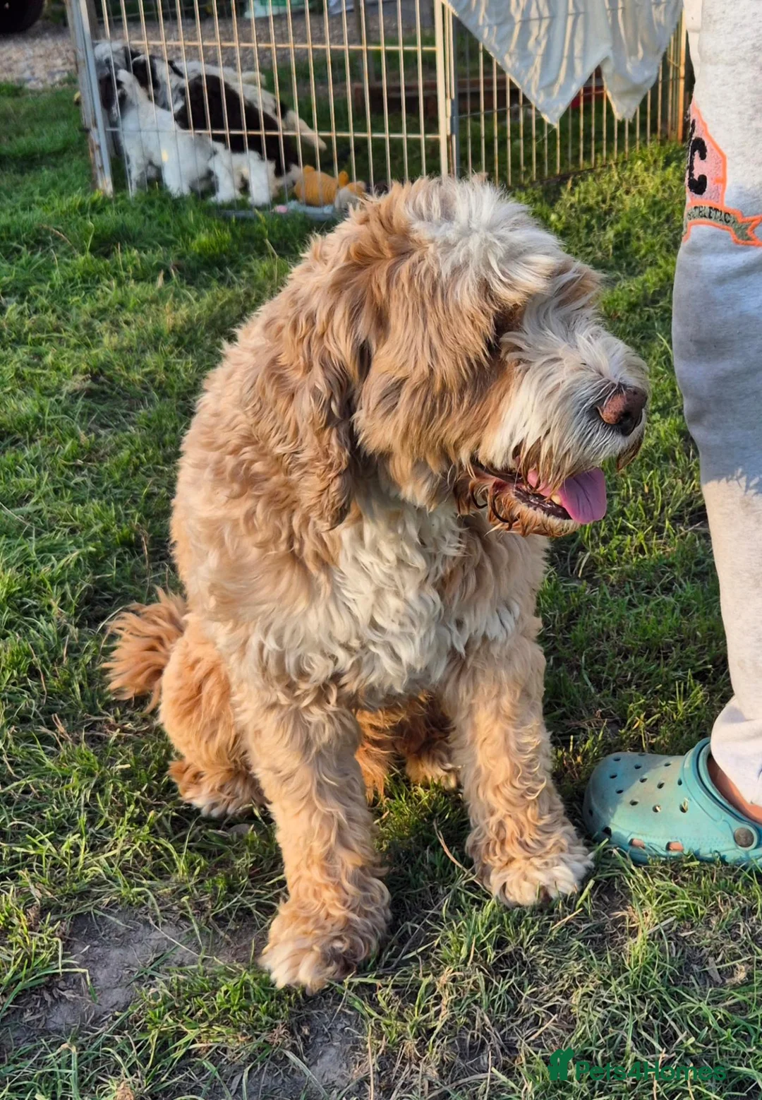 Cockapoo dogs for sale: Puppies in Alton - Advert 14