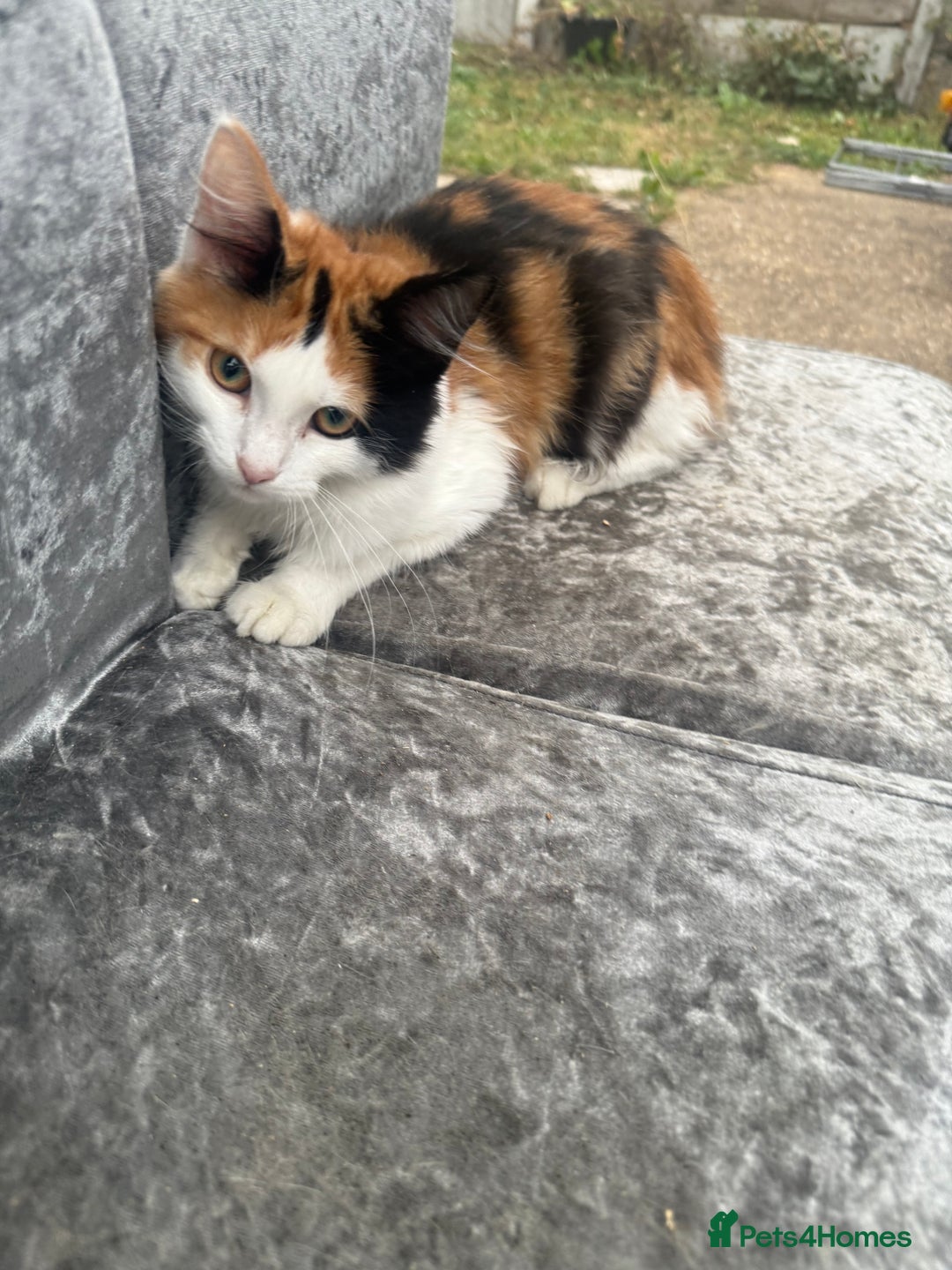 Maine Coon cats for sale: Mainecoon cross kitrens - Image 1