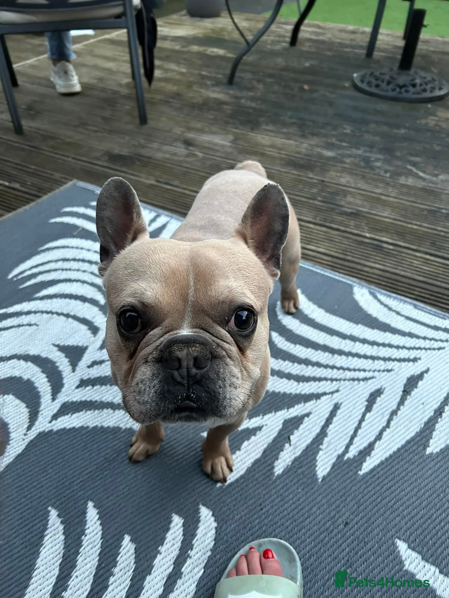 French Bulldog dogs Baby blue fawn french bulldog - Advert 1