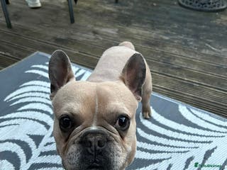 French Bulldog dogs Baby blue fawn french bulldog - Advert 1