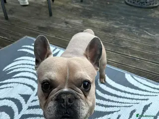 French Bulldog dogs Baby blue fawn french bulldog - Advert 10