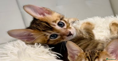 Toyger cats - Advert 3