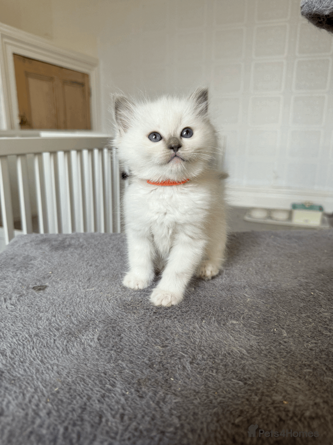 Ragdoll cats for sale: Pedigree Championship GCCF Ragdoll Kittens - Advert 9