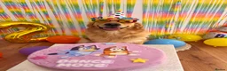 Golden Retriever dogs for sale: Golden Retriever - Seeking an Experienced Home - Advert 8
