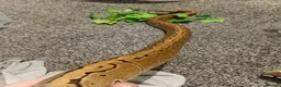 Python Snake reptiles for sale:  Ball python Beautiful morphs for sale  - Advert 6