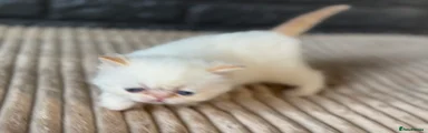 Exotic Kitten 2