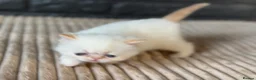 Exotic cats for sale: Stunning Exotic x Persian kittens - Advert 10