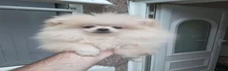 Pomeranian dogs for sale: Pomeranian puppies  - Advert 1