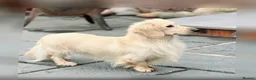 Miniature Dachshund dogs for sale: PRA clear & KC reg Stunning Long hair Puppies - Advert 13