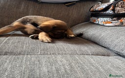 Mixed Breed dogs for sale: German shepherd x whippet  - Image 16