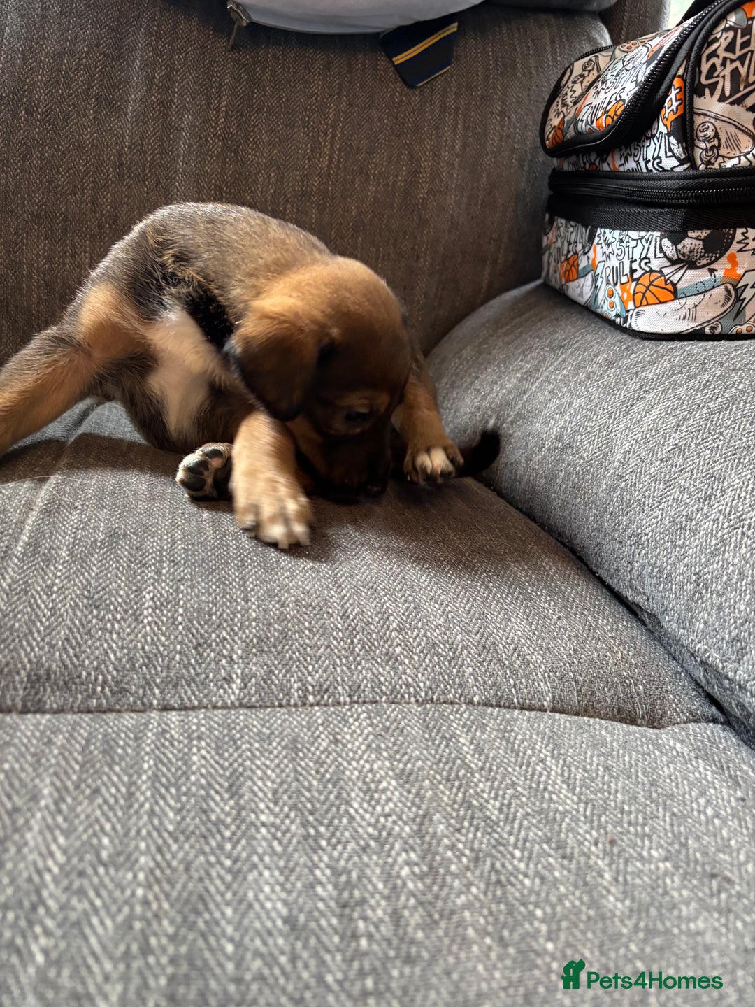 Mixed Breed dogs for sale: German shepherd x whippet  - Image 16