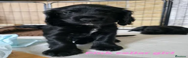 Sprocker 1