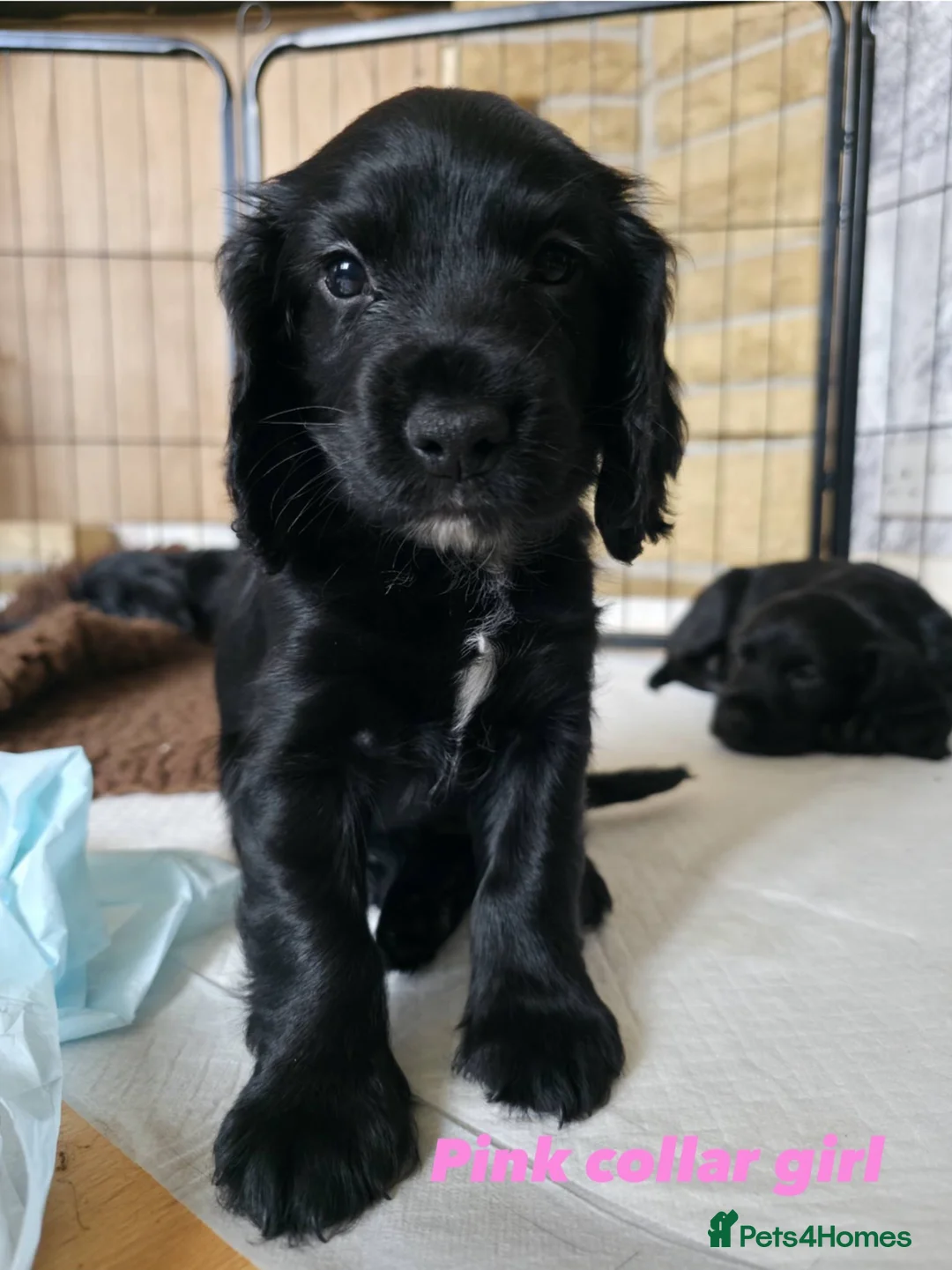 Sprocker dogs for sale: Sprocker spaniel girls  - Advert 2