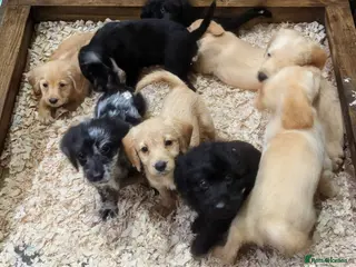 Labradoodle dogs Miniature F1 Labradoodle Puppies - Advert 7