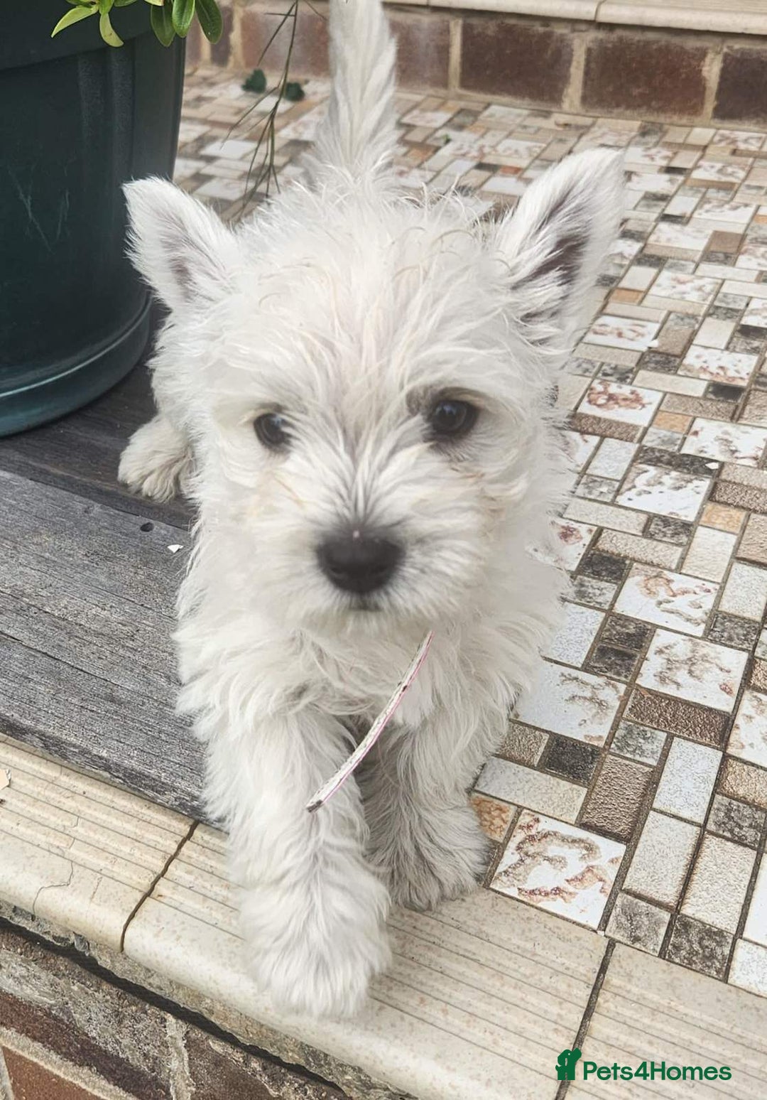 West Highland Terrier dogs for sale: Exquisite Fluffy Little WestHighland White Terrier - Advert 8