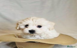 Maltese dogs for sale: ✨ Exquisite Maltese Puppies Available✨ - Advert 2