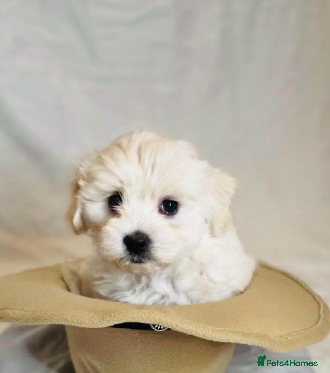 Maltese dogs for sale: ✨ Exquisite Maltese Puppies Available✨ - Advert 2