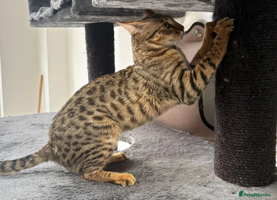 Savannah cats for sale: F5 SBT Savannah sisters Squealer, Shyler and Lily - Advert 2