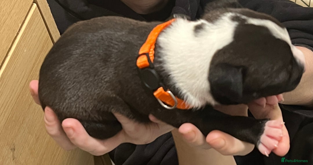 Mixed Breed dogs for sale: 4 Beautiful puppies looking for forever homes. - Image 8