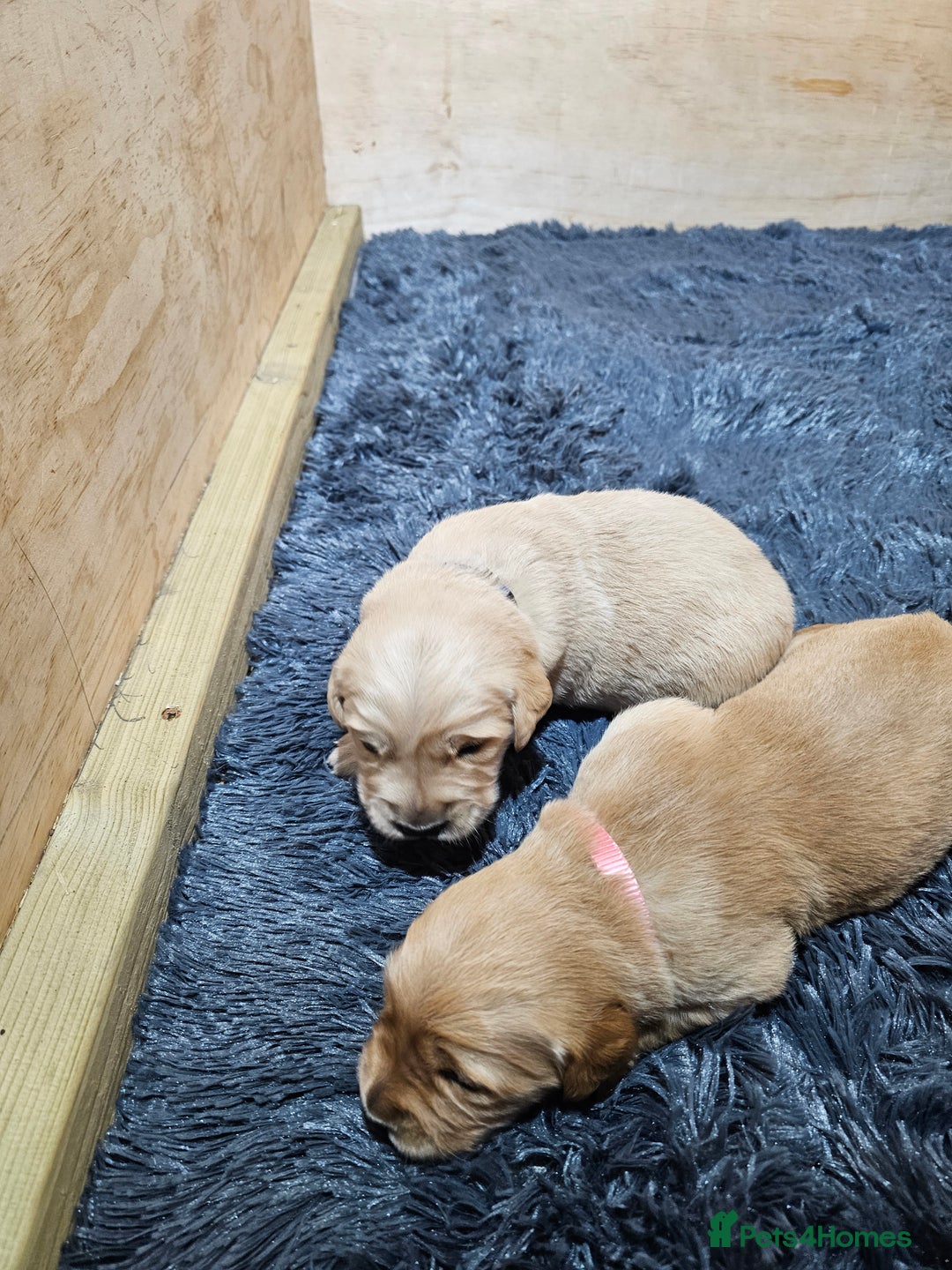 Golden Retriever dogs for sale: Golden retriever puppy for sale in Harrow  London - Advert 15