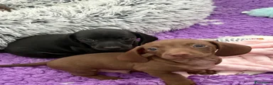 Dachshund Puppy 3