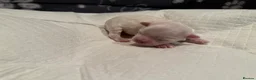 Maltese dogs for sale: Beautiful Maltese Puppies ⭐️Over 5 GENERATIONS⭐️ - Advert 27