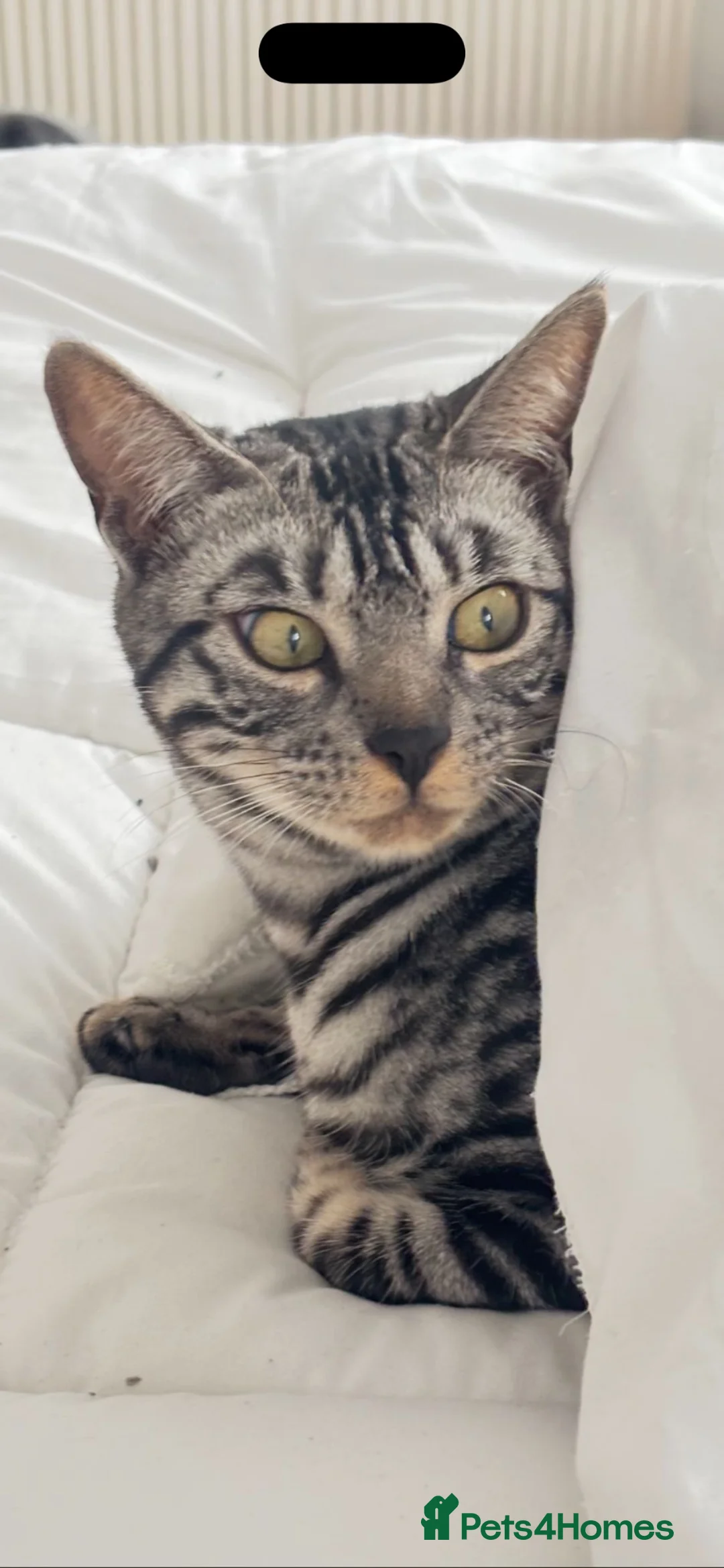 Bengal cats for sale: BENGAL 👑 QUEEN TICA REGISTERED 🔥  - Advert 2