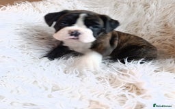 Boxer dogs for sale: Kc reg boxer pups for sale  - Image 1
