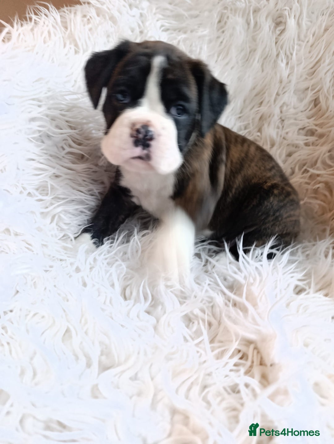 Boxer dogs for sale: Kc reg boxer pups for sale  - Image 1