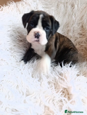 Boxer dogs - Advert 2