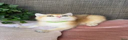British Shorthair cats for sale: British Shorthair golden kittens GCCF  - Advert 9