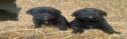 Borador dogs for sale: Labrador X board collies  - Advert 2
